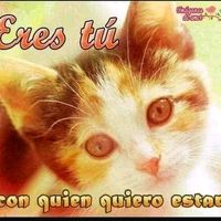 gatita_oficial_23