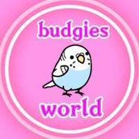 budgies.world