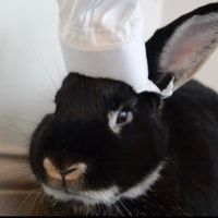 blackbunny_desserts0