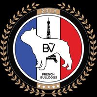 bvfrenchbulldog