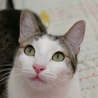 sayapo_cats