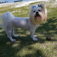 shihtzu.brisa