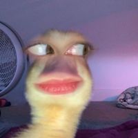 S h e K n o w s