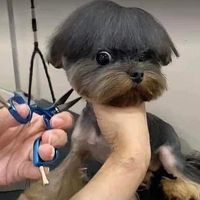 nhạc nền - Bác sĩ Chó