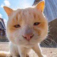 original sound - Meme Meow 🐈🐈‍⬛