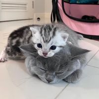 mindmeaw89