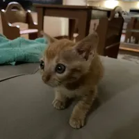 original sound - sigma.da.bahia78