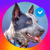 Braulio Bessa . O Amor tem 4 Patas