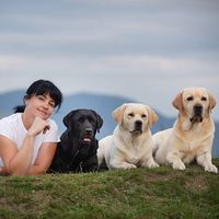 labrador.retriever72