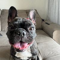 mayabuldoguedancarina