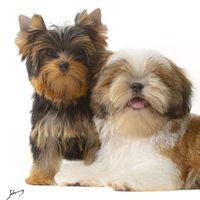 cachorrolovers