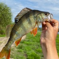 оригінальний аудіозапис