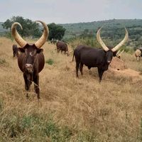 nfakinaabo0