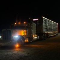 white389cowhauler