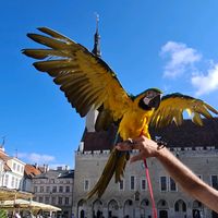 оригинальный звук