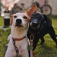nossavidadedog