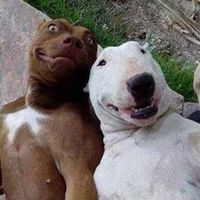 chocobanana.icecream