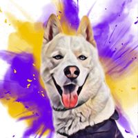 rockyelhuskyt