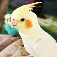 birds_clubb