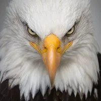 original sound - mestre_on