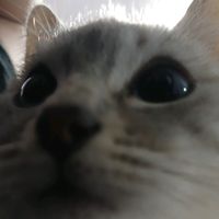 yazchan_uwu