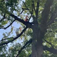 original sound - mejiatreeservices