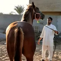 original sound - dy5a8iob8zbp