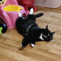 supercatbonya