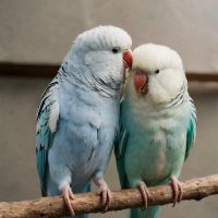 sonido original - blanquitaYceleste