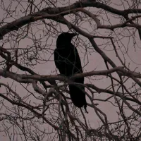 original sound - shaheedik