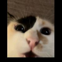 userklilidpaula