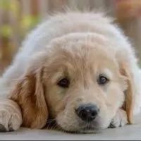 shvsidehveougr426446