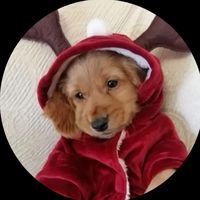 _rufflesdapupu