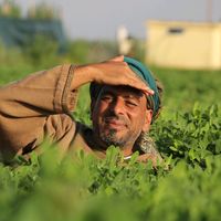 الصوت الأصلي