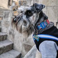 iron_schnauzer