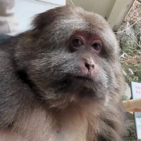 monkey.amazing