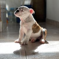 bulldooogmaxi