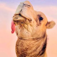 الصوت الأصلي