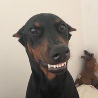 aresthedoberman