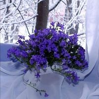 wishes_for_every_d