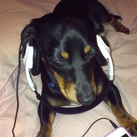 оригинальный звук