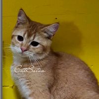 cat_ohana