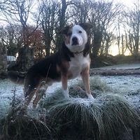 x_jesse_the_dog_x