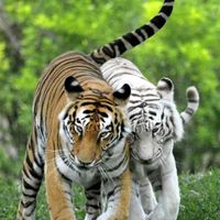 suara asli - A LIONG