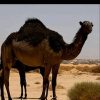 tarek.bn.hamed.94