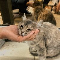 оригинальный звук