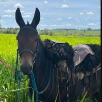 pecuaria_em_acao1