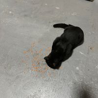 cmon cmon zayns highnote