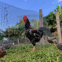granja_eltrebol