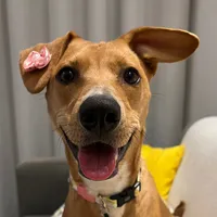 original sound - viralata_dede